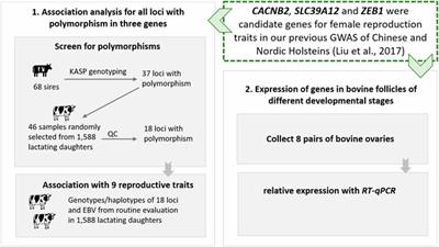 A Post-GWAS Functional Analysis Confirming Effects of Three BTA13 Genes CACNB2, SLC39A12, and ZEB1 on Dairy Cattle Reproduction